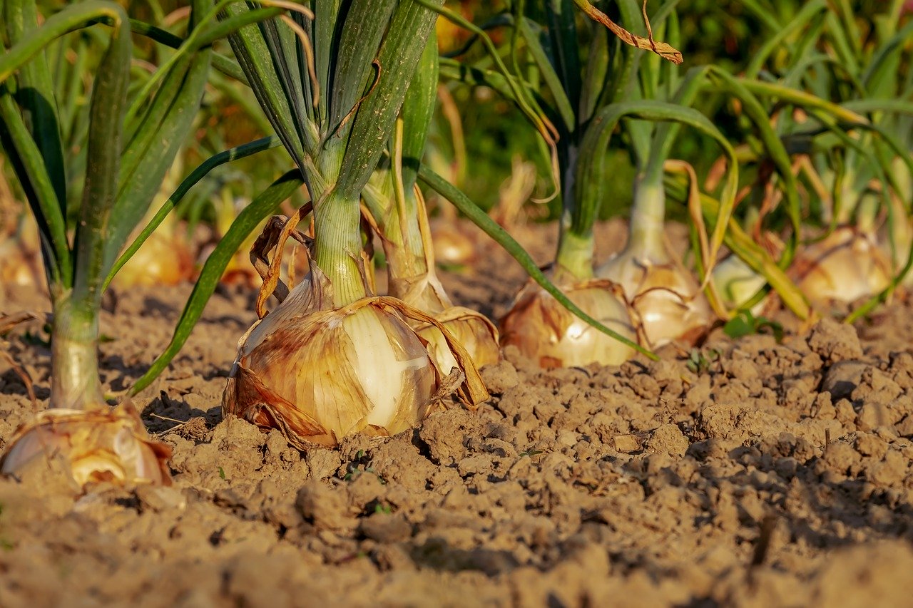 onion, arable, field