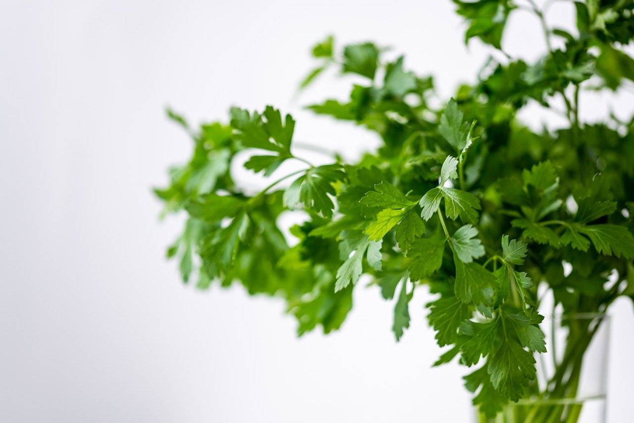 parsley, green, healthy