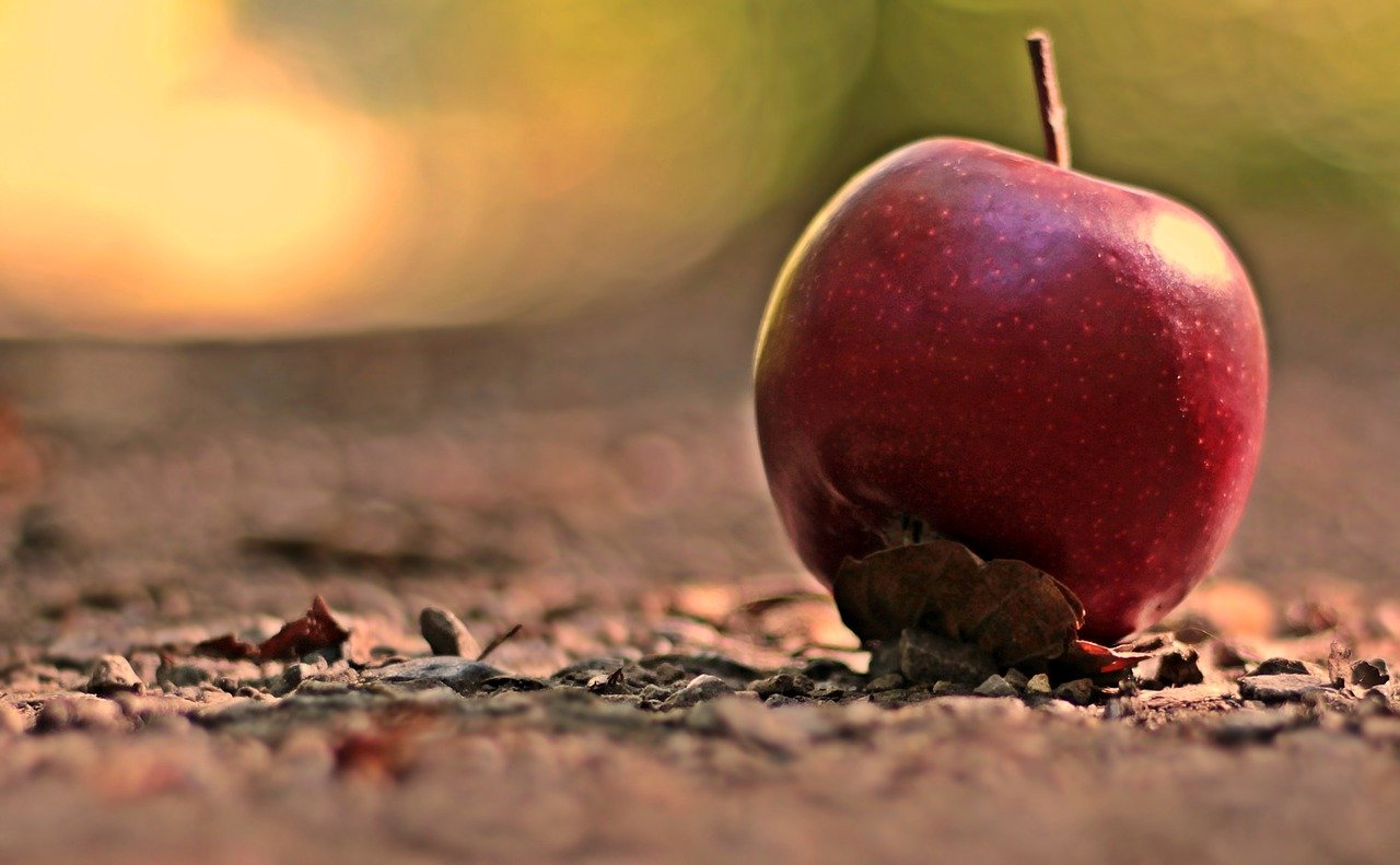 apple, fruit, red