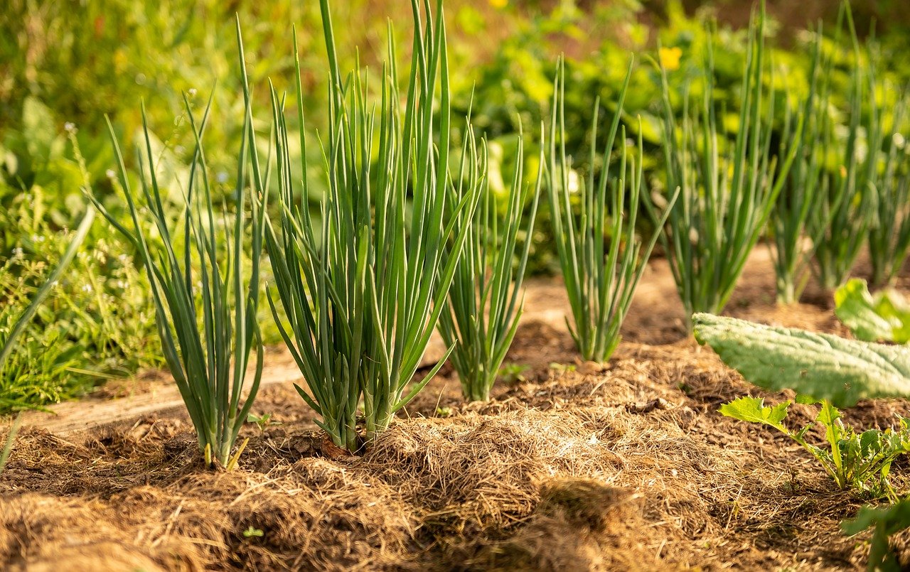 garden, onion, kitchen onion